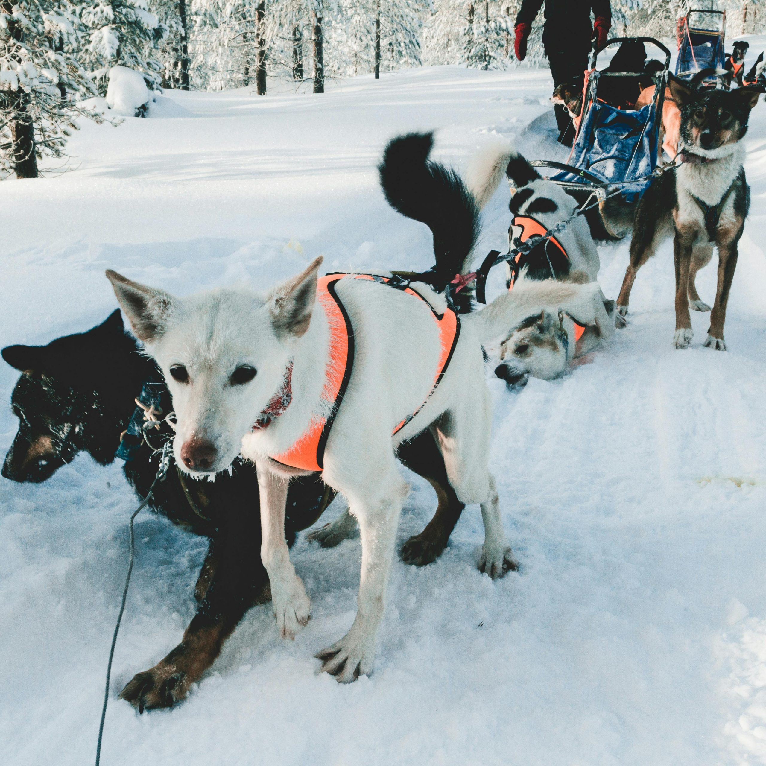 Day 05 : Murmansk (Meals: Breakfast & lunch & Dinner) 