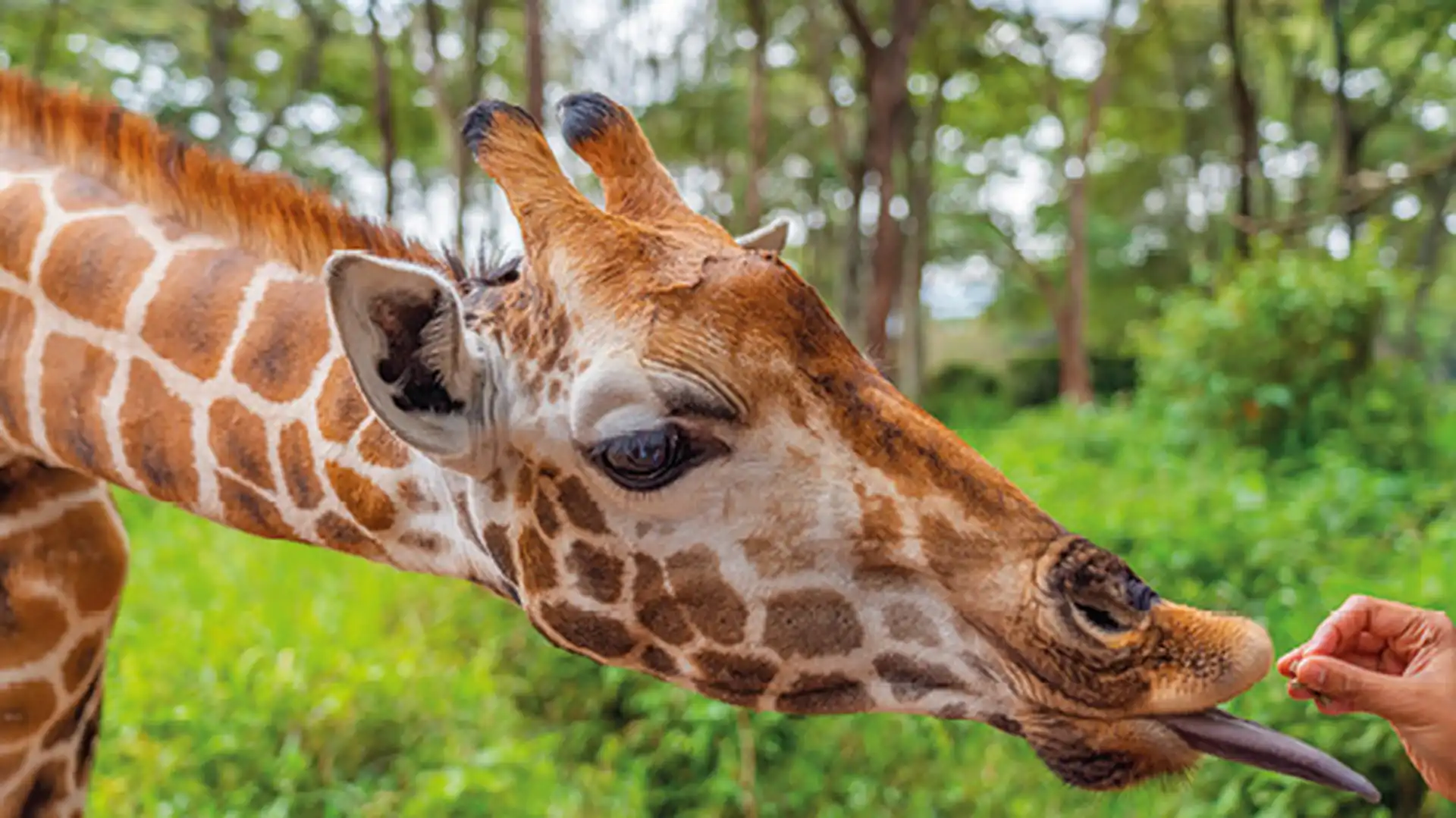 Day 6 - Maasai Mara National Reserve