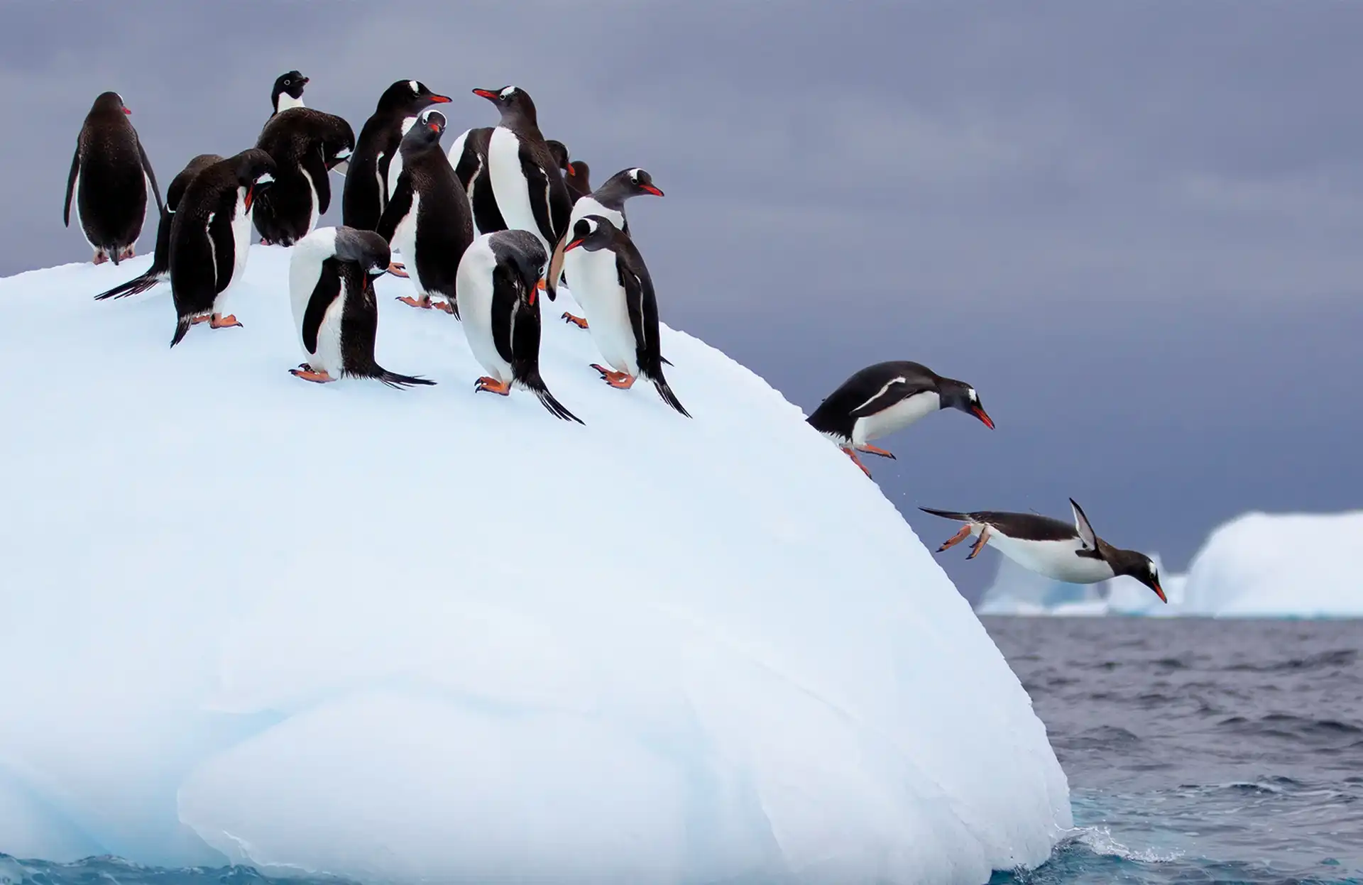 Days 10-14 - Antarctica