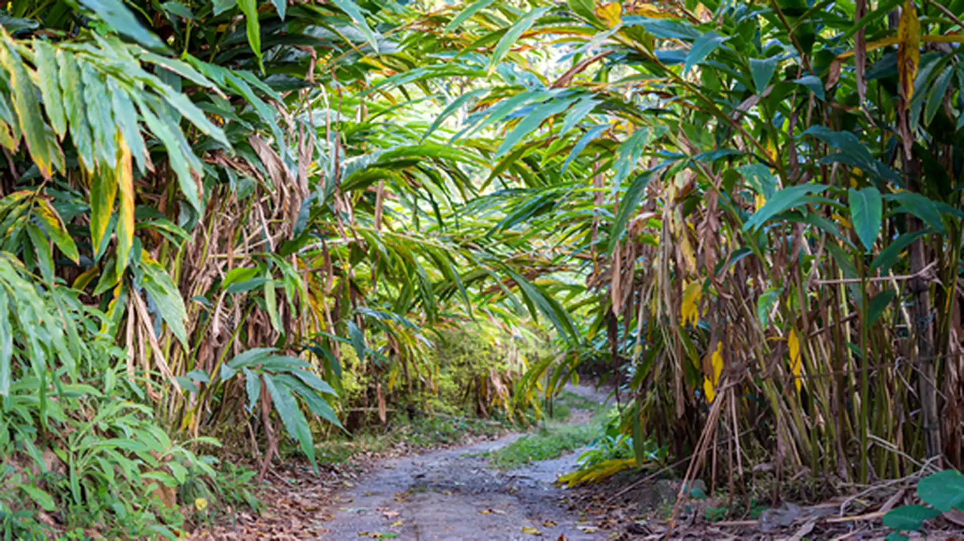 Day 5 - Munnar - Thekkady