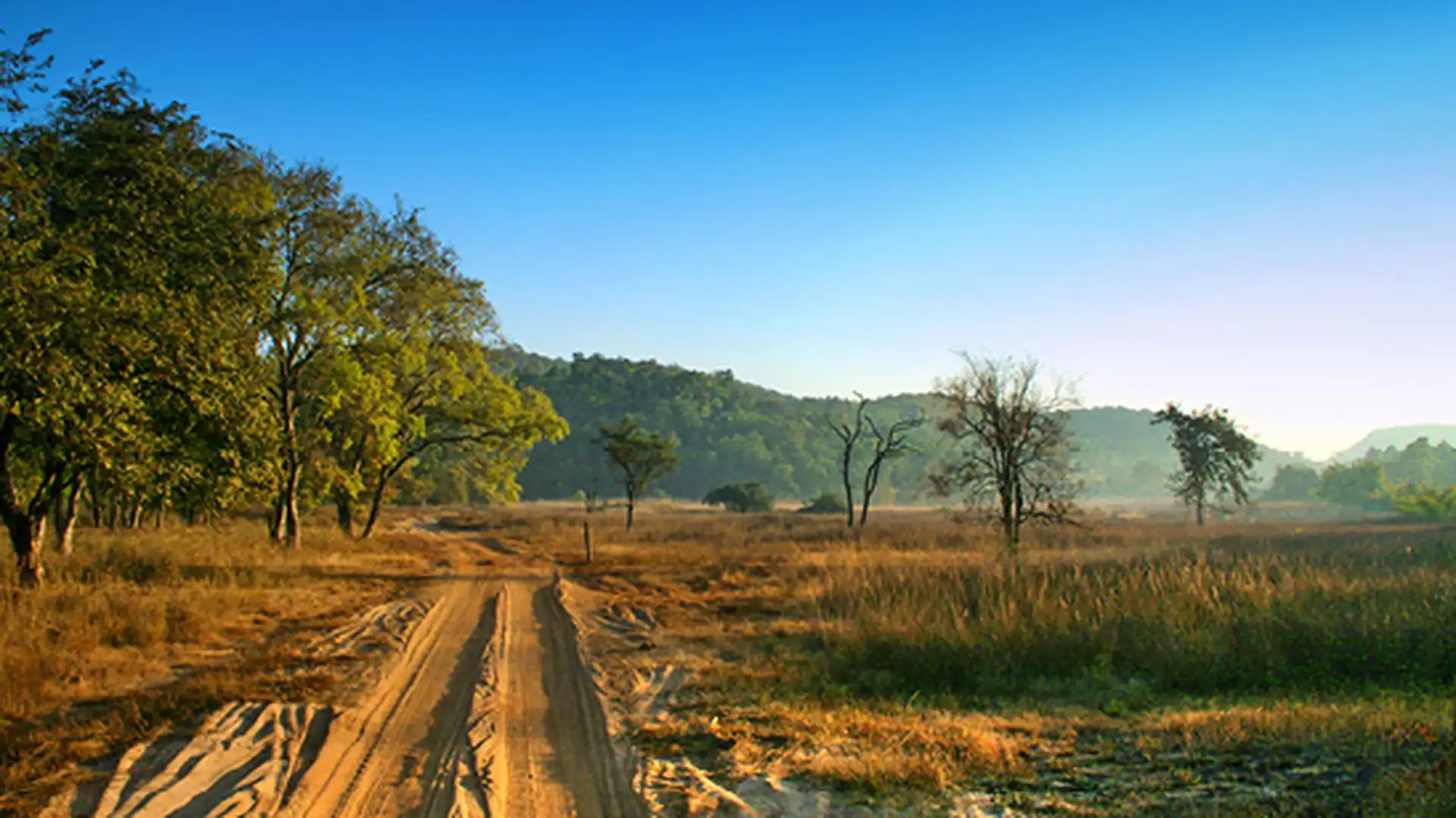 Day 9 - Bandhavgarh National Park